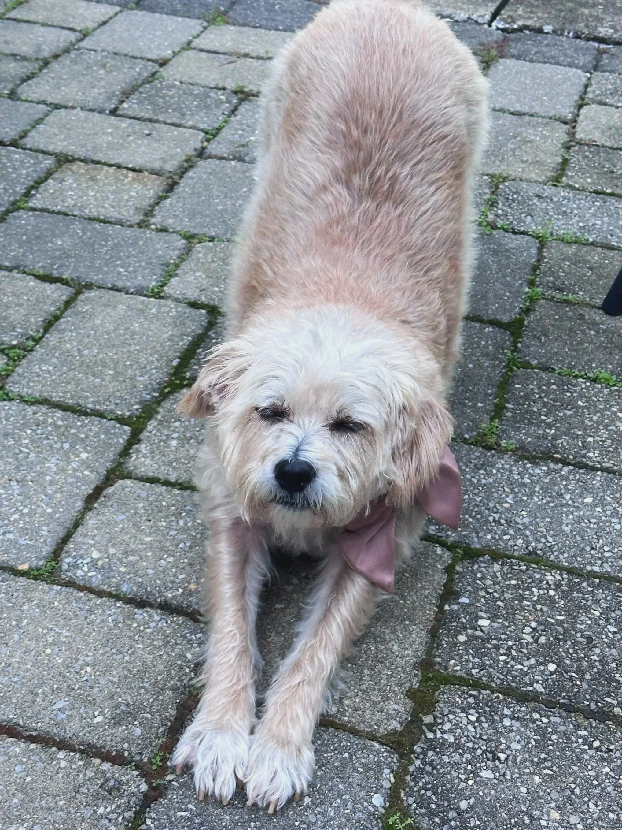 Dog cared for by Doo Diligence in Monmouth County NJ