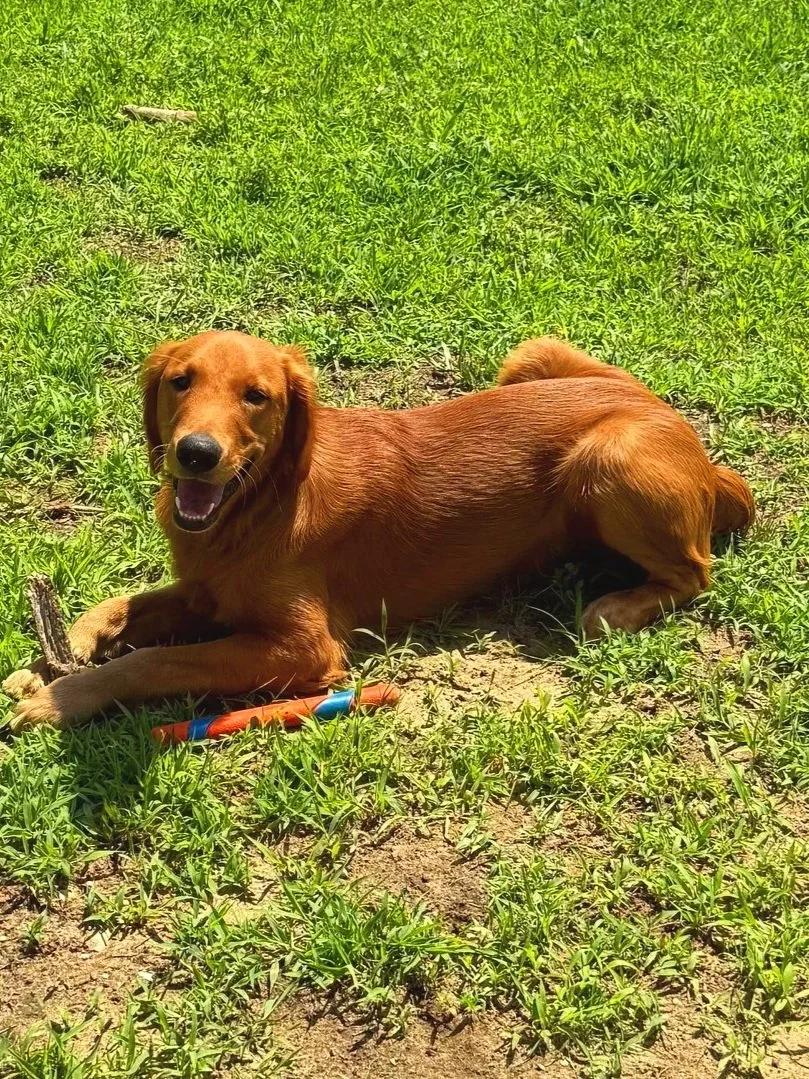 Dog cared for by Doo Diligence in Monmouth County NJ