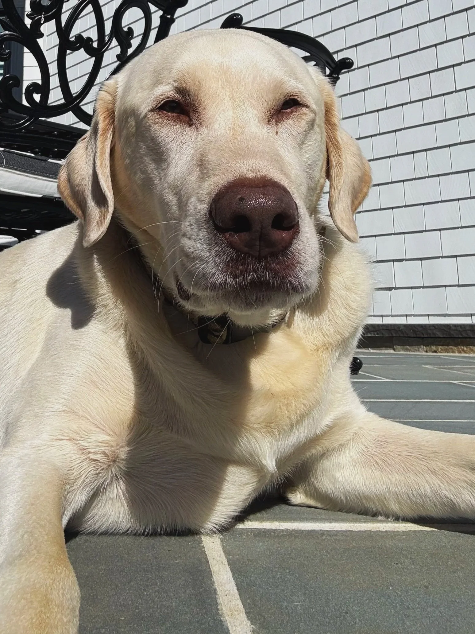Dog cared for by Doo Diligence in Monmouth County NJ