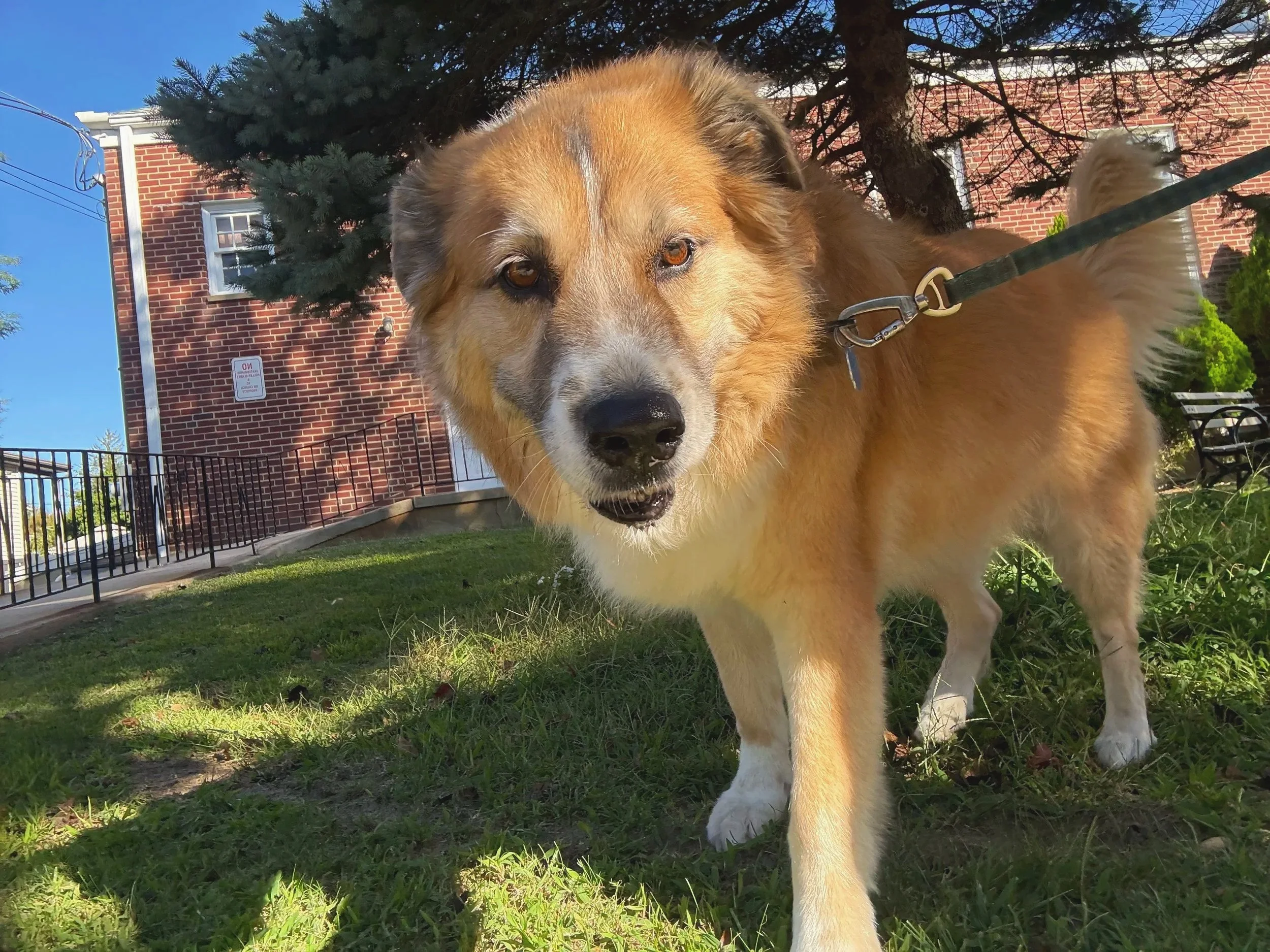 Dog cared for by Doo Diligence in Monmouth County NJ