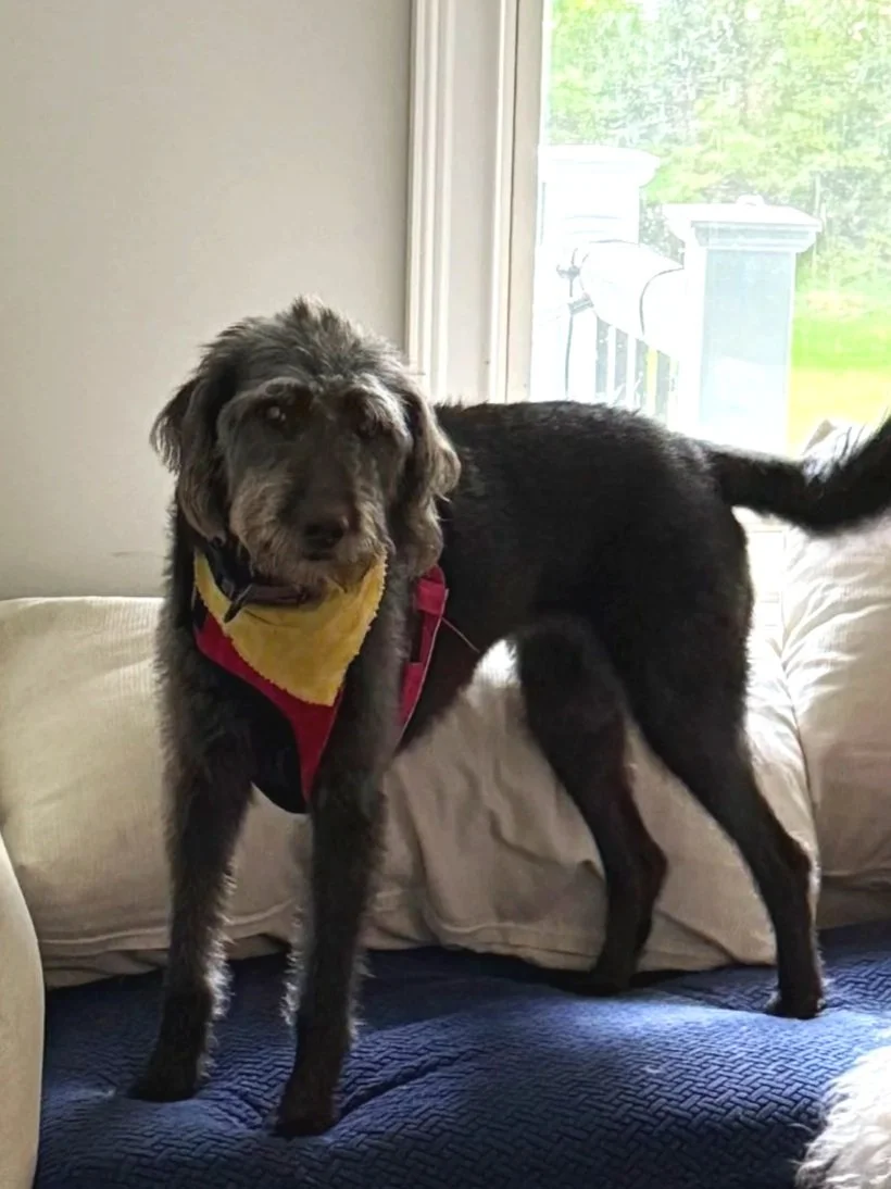 Dog cared for by Doo Diligence in Monmouth County NJ
