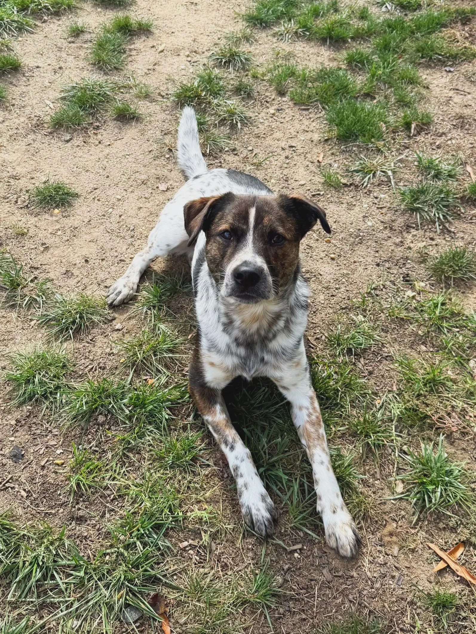 Dog cared for by Doo Diligence in Monmouth County NJ