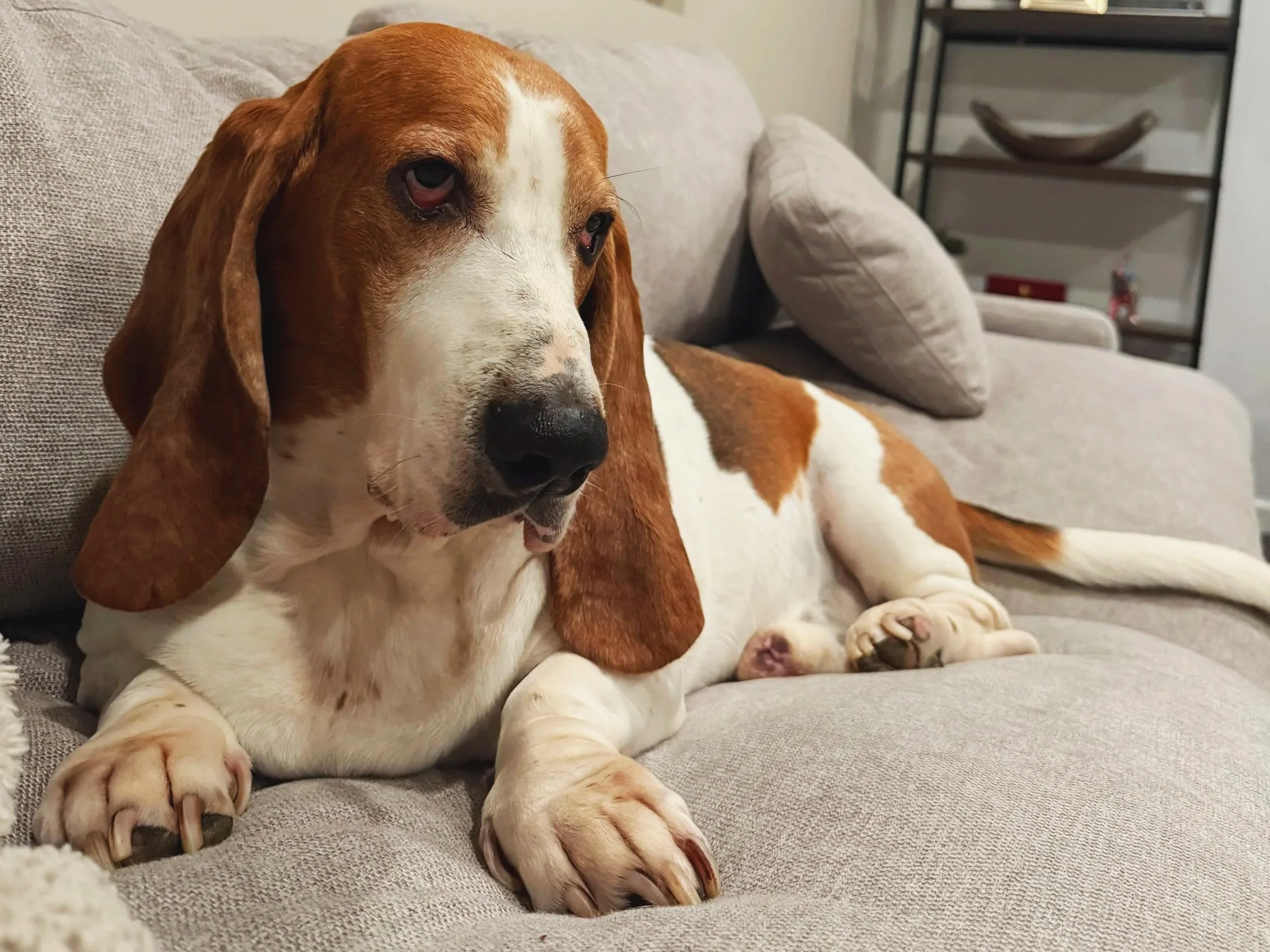 Dog cared for by Doo Diligence in Monmouth County NJ