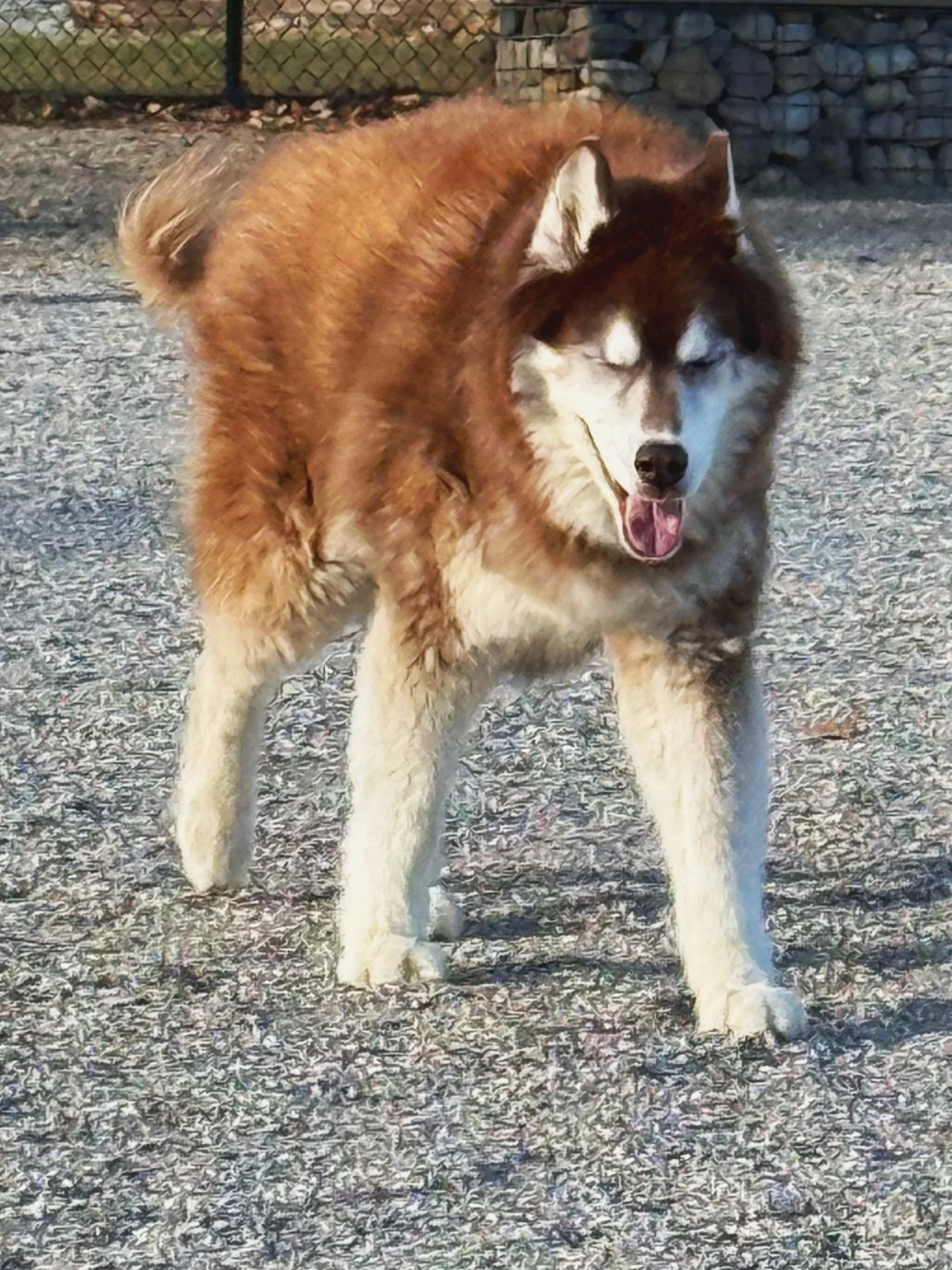 Dog cared for by Doo Diligence in Monmouth County NJ