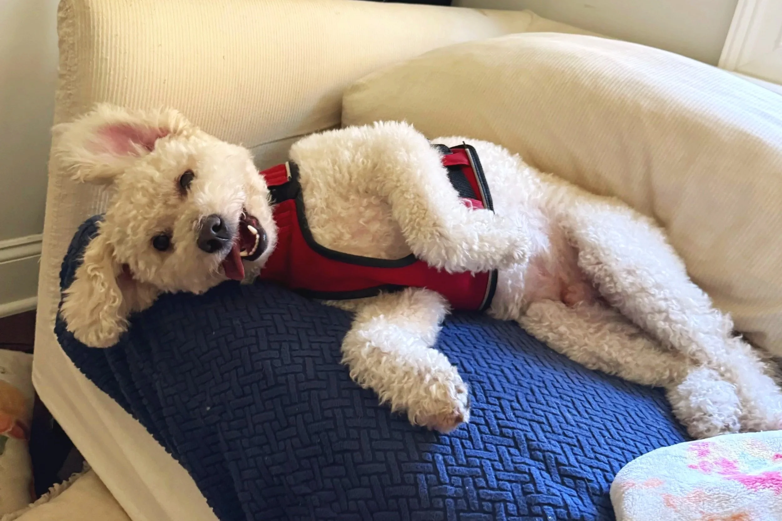Dog cared for by Doo Diligence in Monmouth County NJ