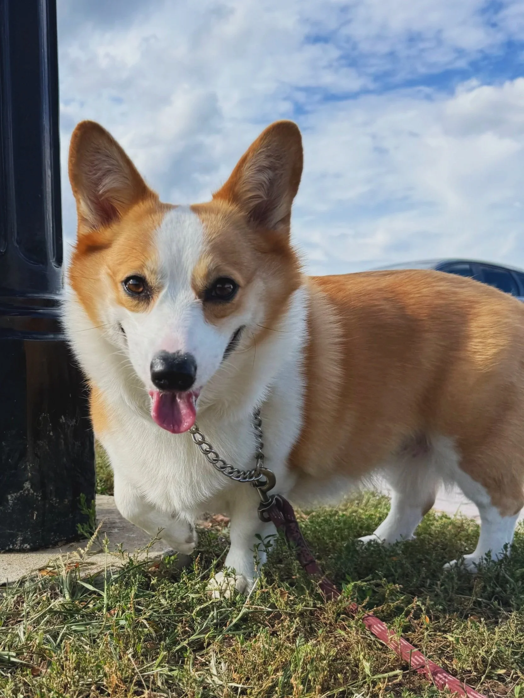 Dog cared for by Doo Diligence in Monmouth County NJ