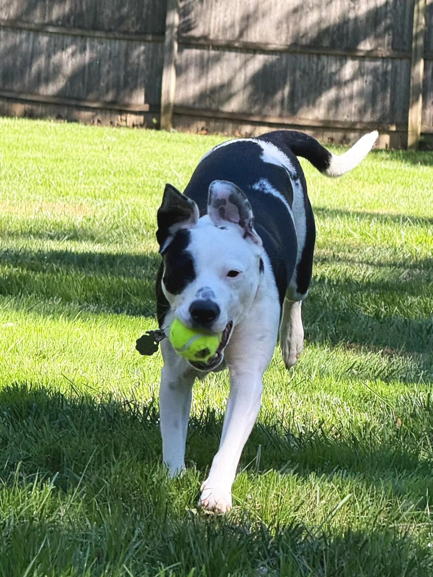 Dog cared for by Doo Diligence in Monmouth County NJ