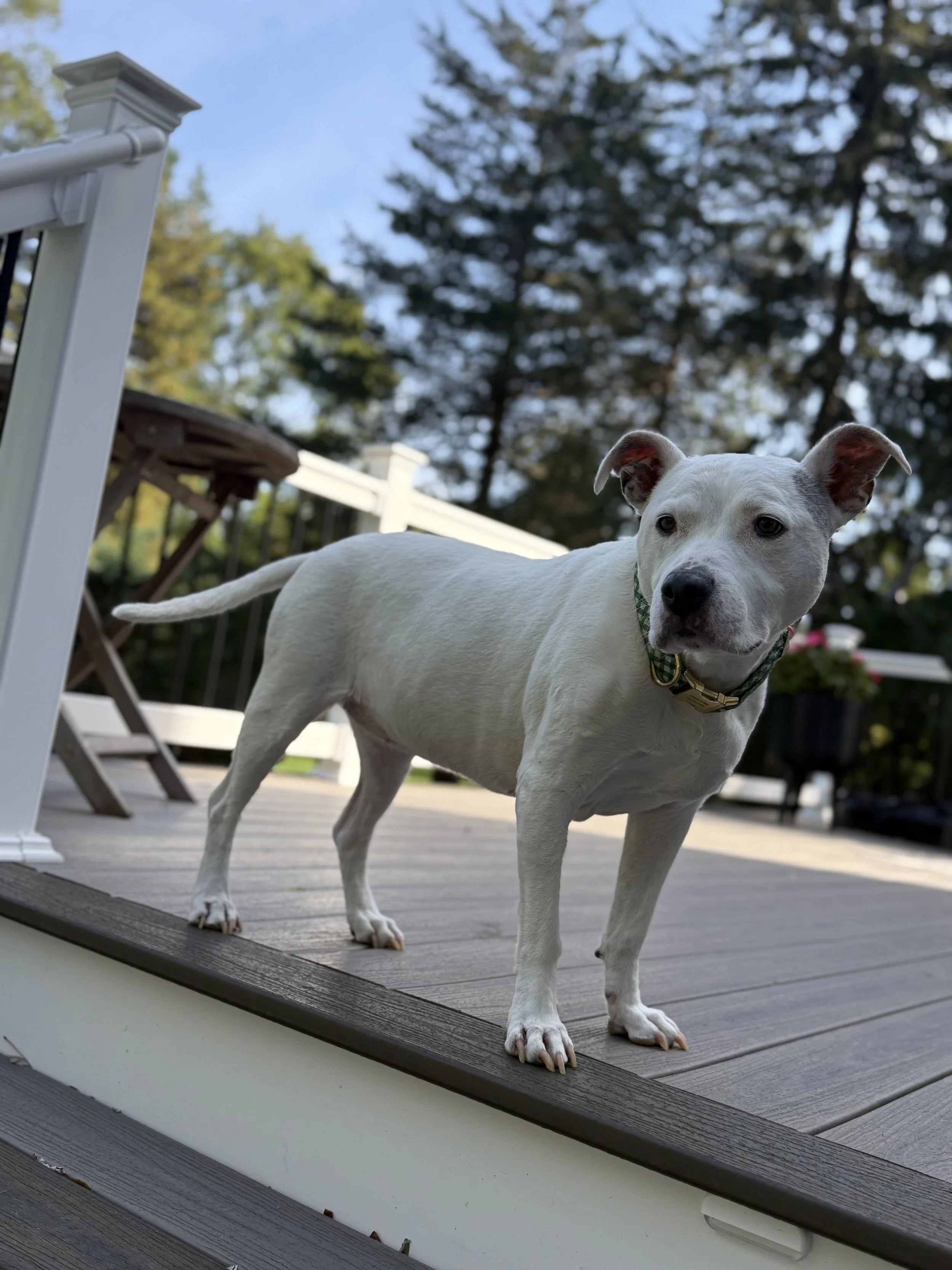 Dog cared for by Doo Diligence in Monmouth County NJ