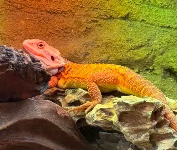 Bearded dragon reptile cared for by Doo Diligence