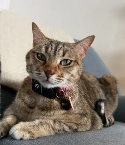 Cat cared for by Doo Diligence in Monmouth County NJ
