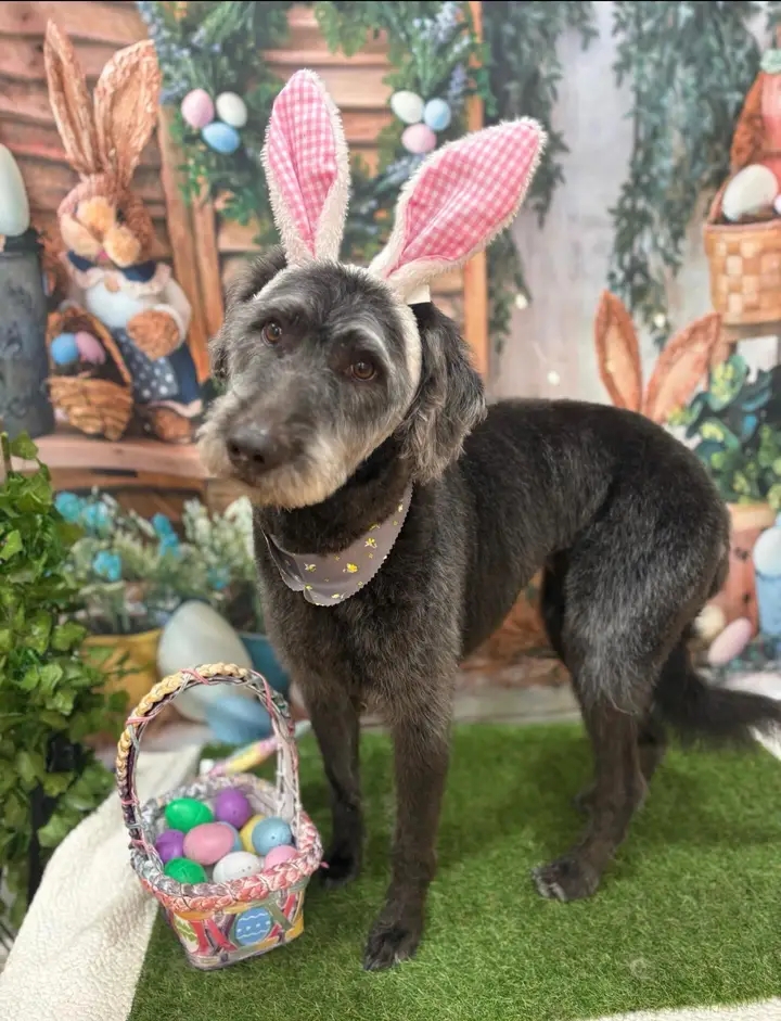 Doodle wearing bunny ears at Easter
