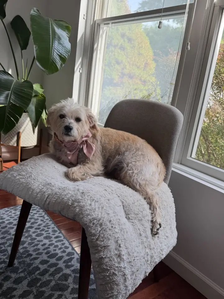 Cozy dog curled in a chair