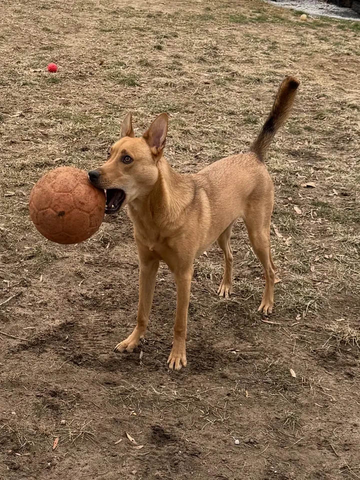Orange dog with a soccer ball