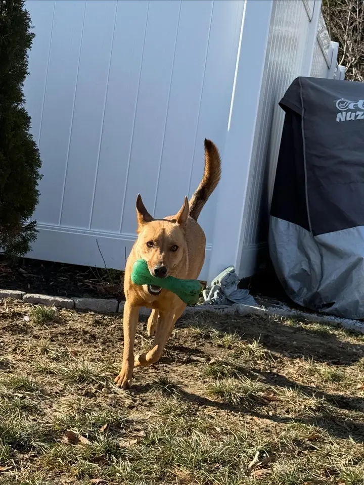 Orange dog running with a toy