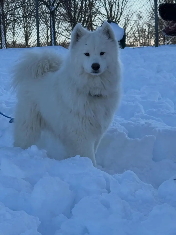 Samoyed enjoying the snow