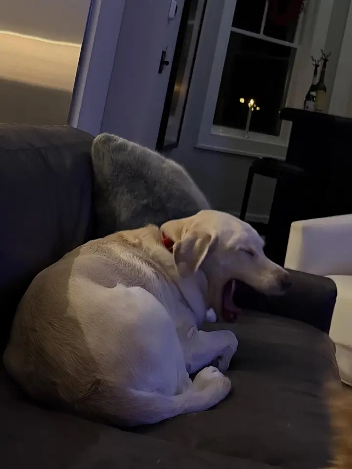 Sleepy yellow lab on the couch
