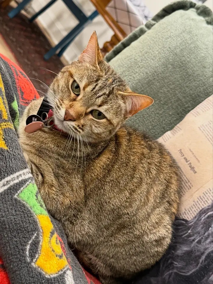 Tabby cat curled on the couch