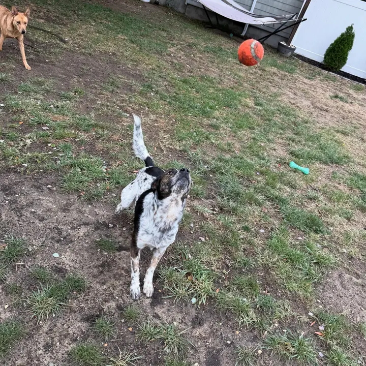 Pet walk in Marlboro NJ โ Doo Diligence dog walking service in Monmouth County